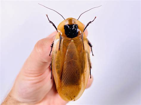 거인 굴 바퀴벌레 blaberus giganteus